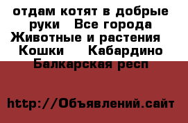 отдам котят в добрые руки - Все города Животные и растения » Кошки   . Кабардино-Балкарская респ.